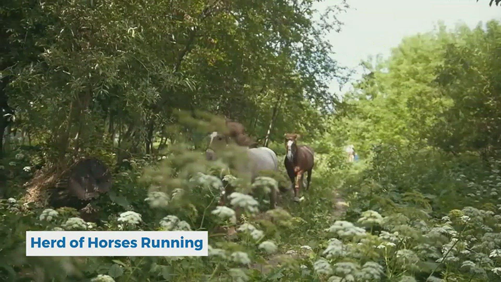 'Video thumbnail for Nature Relaxation - Herd of Horses Running'